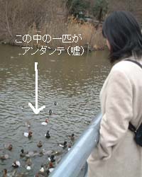 っていうか、エサに群がるカモを撮影しただけだったり・・・。